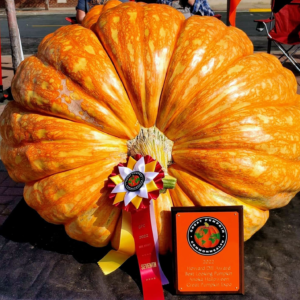 616 Engel 2022 (2) Seeds