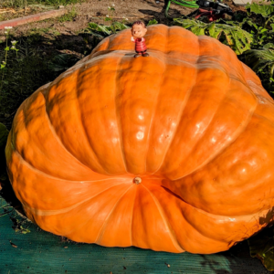 823 Engel 2023 (2) Seeds