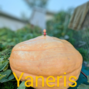 1500 Engel 2024 (2) Seeds